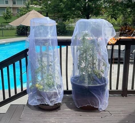 Insect And Bird Barrier Netting Mesh With Drawstring: Outsmart Pesky Pests And Protect Your Precious Harvest! Hanging Bird Bath, Grow Tomatoes, Seed Box, Turn The Lights Off, Market Baskets, Garden Oasis, Garden Kits, Growing Tomatoes, Gardening Gloves