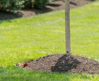 How To Mulch Around Trees, Mulching Around Trees, How To Remove Grass, Mulch Around Trees, Tree Mulch, Outdoor Yard Ideas, Planting Grass, Landscaping Around Trees, Veggie Gardens