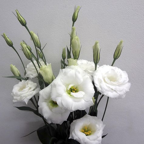 Semillas de lisianthus – JT AGRO Floral Wreath, Vase, Plants, Floral, White, Home Decor, Norte, Home Décor