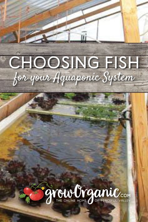 When choosing fish for an aquaponic system it helps to look at the environment the system will operate in as well as what infrastructure (greenhouse, house, garage) will compensate for temperature fluctuations. Best Fish For Aquaponics, Greenhouse House, Aquaponic System, Fish Types, Aquaponics Fish, Aquaponic Gardening, House Garage, Balcony Patio, Aquaponics System