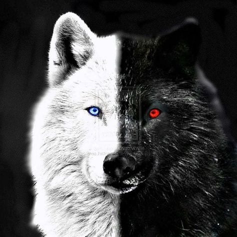 Black Wolf With Red Eyes Wallpapers - Wolf-Wallpapers.Pro Blue Eyes Wallpaper, Wolf With Blue Eyes, Black Wolves, Eyes Wallpaper, Iphone Mobile, White Wolf, Black Wolf, Wolves, Blue Eyes