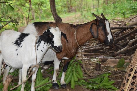 Goat Local Goat Kenya, #Goat, #Kenya, #Local Beetal Goat, Goat Feed, Types Of Goats, Goat Breeds, Keeping Goats, Feeding Goats, Boer Goats, Farming Business, Veterinary Services