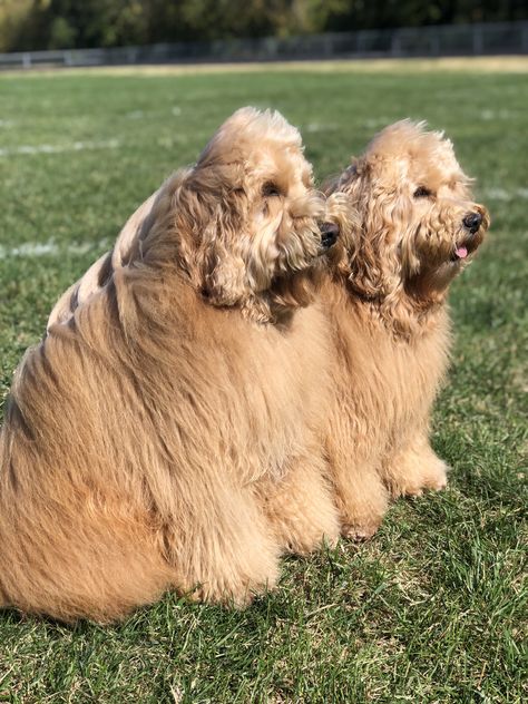 I help those that would prefer to keep their doodle puppy in a long free falling teddy bear coat(typically 4 to 6 inches long). Many shy away from letting the coat grow out, because of the amount of maintenance. Yes, it is work to keep the doodle coat healthy and mat free, however, if the right tools and products are used along with proper comb outs the task is manageable. With videos I demonstrate in depth how to maintain the coat between groomers as well as how to do all grooming at home. Golden Doodle Long Hair, Long Haired Golden Doodle, Goldendoodle Grooming, Golden Doodles, Teddy Bear Coat, Doodle Puppy, Bear Coat, You Doodle, Golden Doodle