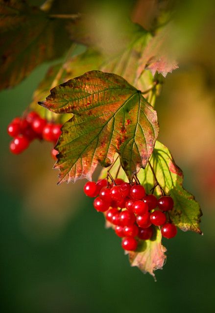 Gardens Ideas Backyard, Blonde Autumn, Garden Ideas Backyard, Backyard Garden Ideas, Gardens Ideas, Backyard Gardening, Fall Fruits, Fruit Photography, Airbrush Art