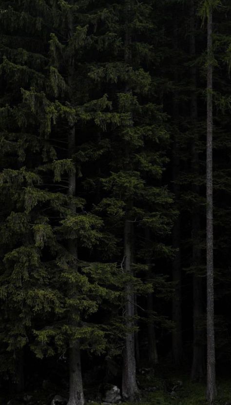 Dark Nature Aesthetic Wallpaper, S23 Ultra Aesthetic, S23 Ultra Wallpaper, Dark Pine Forest, Forest Aesthetic Wallpaper, Green Forest Wallpaper, Washington Forest, Dark Naturalism, Dark Forest Aesthetic