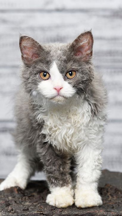 Selkirk Rex Cat: A Comprehensive Guide on this Majestic Cat Breed - Tips, Training Techniques, and Essential Advice for New Owners Selkirk Rex Cat, Curly Haired Cat, Selkirk Rex Kittens, Types Of Cats Breeds, Cat Breeds List, Majestic Cat, Curly Cat, All Cat Breeds, Selkirk Rex