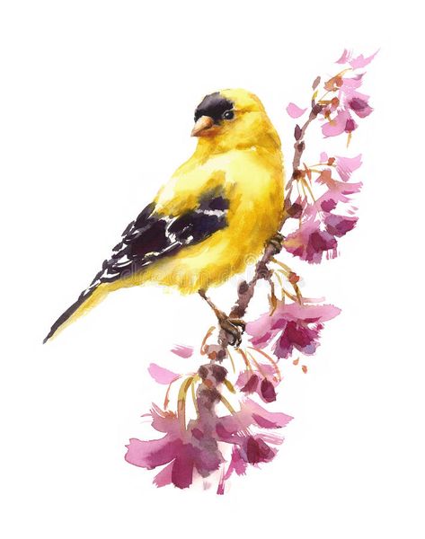 Photo about Hand painted Watercolor illustration of American Goldfinch Bird on the branch with flowers on white background. Illustration of design, background, blue - 81499199 Goldfinch Bird, Branch With Flowers, Bird Watercolor Art, American Goldfinch, Finches Bird, Bird Watercolor Paintings, Watercolor Birds, Autumn Illustration, Greeting Card Illustration