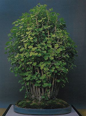 Maidenhair Tree Maidenhair Tree, Bonsai Forest, Gingko Biloba, Ginkgo Biloba, Going Out Of Business, Bonsai Tree, Nurseries, Garden Landscaping, Landscaping