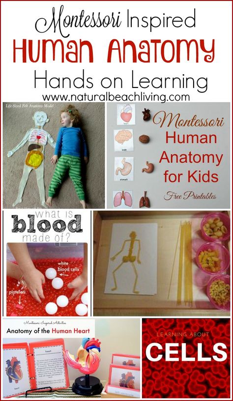 THE BEST HANDS ON LEARNING HUMAN ANATOMY ACTIVITIES, SENSORY PLAY,  FREE PRINTABLES, MONTESSORI, and so much more. Perfect for a Unit Study & Biology Lessons Anatomy Activities, Human Body Unit Study, Body Preschool, Human Body Activities, Montessori Science, Study Biology, Human Body Unit, Kid Science, Biology Lessons