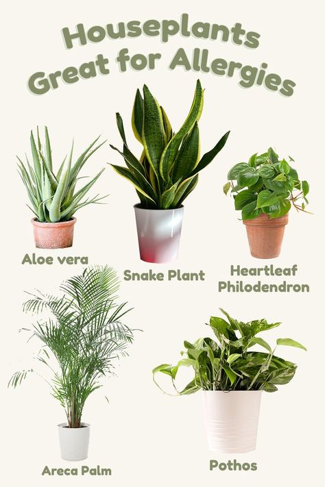 Air Cleaning Plants, Household Plants, Plant Care Houseplant, Healing Plants, Inside Plants, Growing Plants Indoors, Best Indoor Plants, Plant Decor Indoor, Bedroom Plants