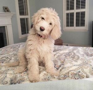 Puppy Goldendoodle, English Goldendoodle, F1b Goldendoodle, Puppy Fever, Goldendoodle Puppy For Sale, Goldendoodle Puppies, Bernedoodle Puppy, Doodle Puppy, Goldendoodle Puppy