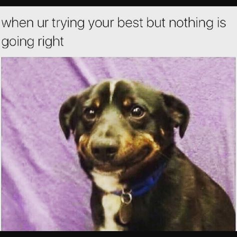 Me when I am trying my best but everything seems to go wrong!! Keep smiling and soldier on!! #positivitybreedspositivity #positivevibes #positivethinking #positivity Smiling Dogs, Funny Animal Memes, Funny Animal Pictures, Funny Animal, Best Funny Pictures, Animal Memes, Cute Photos, Funny Photos, Funny Dogs