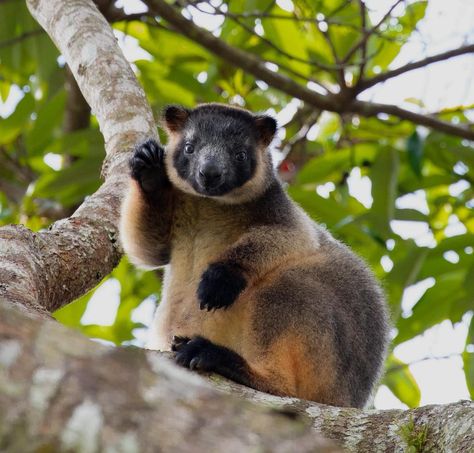 Lumholtz tree kangaroo Atherton Tablelands | Daintree rainforest animals Tree Kangaroo, Future Ghost, Pom Poko, Atherton Tablelands, Astro Tarot, Daintree Rainforest, Rainforest Animals, Crocodiles, Queensland Australia