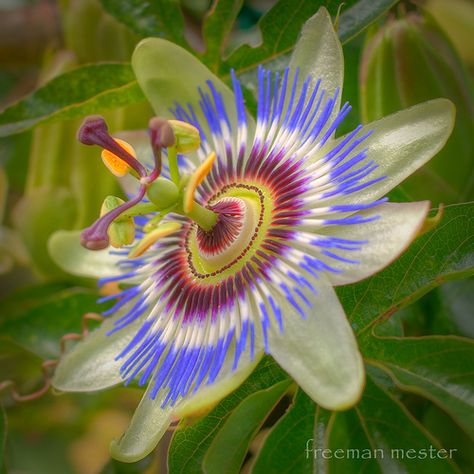 Passion Flower--we have these growing beautifully on our porch.  MLM calls them "special flowers" Passion Twists Hairstyle, Passion Fruit Flower, Gardening Tattoo, Gardener Aesthetic, Gardening Aesthetic, Passion Flowers, Garden Tattoo, Strange Flowers, Plant Fungus