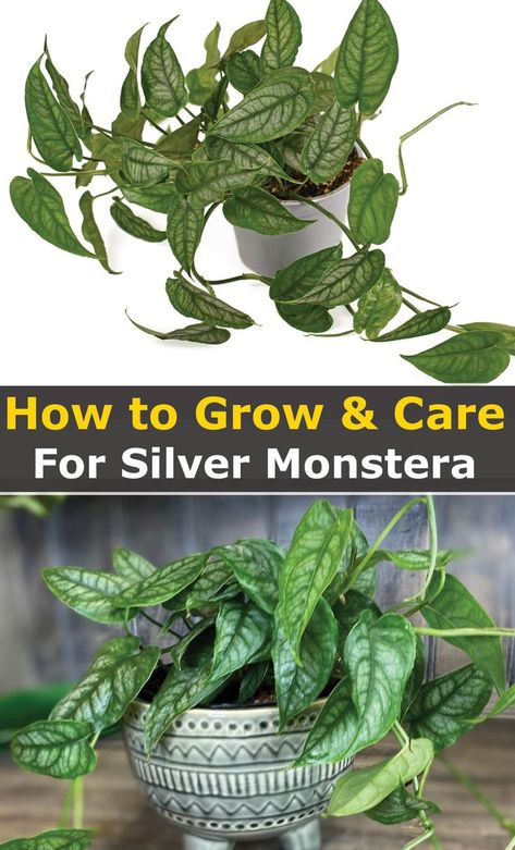 Your selection of trailing plants for hanging baskets is never complete until you have Monstera siltepecana plants. That’s aside from pothos and philodendrons, of course! Also commonly known as the Silver Monstera, this is a rare and intriguing vine that you can plant in hanging baskets, or let the plant climb a totem or moss pole indoors. Depending on how you decide to grow it your Silver monstera may produce fascinating holes in their leaves otherwise known as fenestrations. .. Plants For Hanging Baskets, Trailing Plants, Fast Growing Plants, Indoor Plant Care, Monstera Plant, Mother Plant, Growing Herbs, Plant Mom, Potting Soil