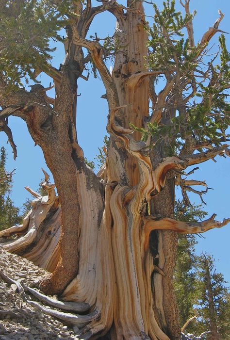 This bristlecone is down to two strips of bark, one on each side of the tree. Edmund Schulman called them "life lines". Weird Trees, Bristlecone Pine, Twisted Tree, Great Basin, Magical Tree, Fall Trees, Prim Christmas, Giant Tree, Trees Nature