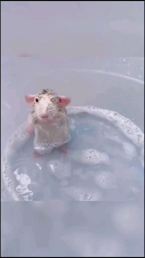 Cutest Animals On Earth, Baby Rats, Funny Rats, Cute Small Animals, Cute Rats, Pet Mice, Cute Hamsters, Pet Rats, Fluffy Animals