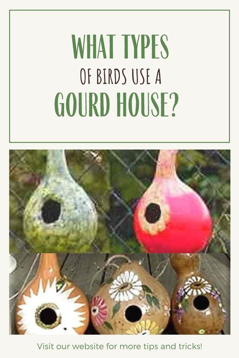 Squash Bird House, What To Do With Gourds Ideas, How To Make A Gourd Birdhouse, Gourd Bird Houses How To Make, How To Make Bird Houses Out Of Gourds, Painting Birdhouse Gourds, How To Dry Gourds For Birdhouses, Things To Do With Gourds, Diy Gourd Birdhouse