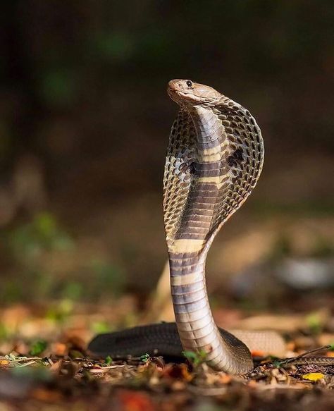 Snake Standing Up, Snake Pic, Cobra Photography, Snakes Pictures, Snake Picture, Snake Photography, Indian Cobra, Gujarati Photo, Temple Jewelery