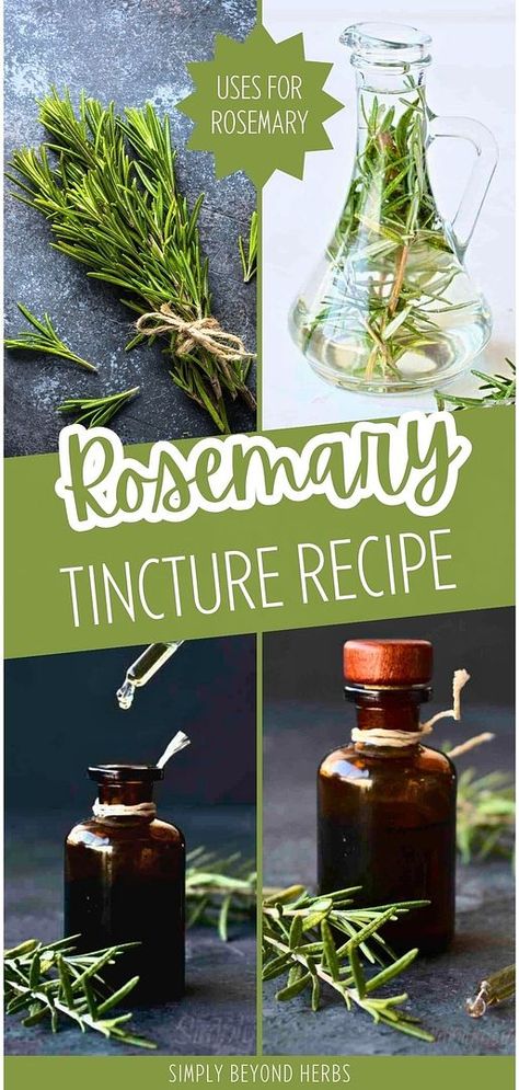 Explore our Rosemary Tincture Recipe in the Medicinal Uses for Rosemary category. Learn how to harness the benefits of rosemary, known for its ability to improve hair health and memory. This simple recipe packs the herb's potency into a small dropper bottle, perfect for everyday use. Find more natural remedies and rosemary uses at simplybeyondherbs.com. Rosemary Uses, Rosemary Tincture, Uses For Rosemary, Benefits Of Rosemary, Tinctures Recipes, Cold And Cough Remedies, Healthy Herbs, Herb Recipes, Herbal Tinctures