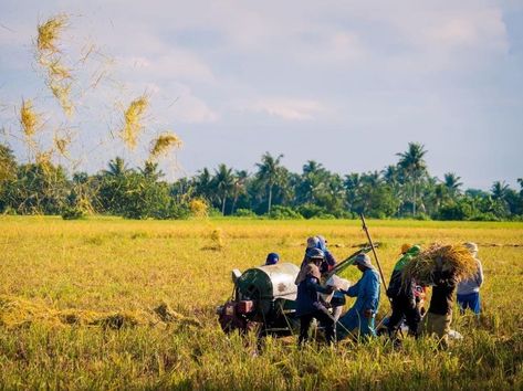 Harvest Season in Hoi An 🌾: Burning straw after rice harvesting to enrich the soil with organic matter, reducing the effort of collecting straw, while promptly preparing the land for the summer-autumn rice crop. #HoiAn #HarvestSeason #OrganicFarming Filipino Project Background, Filipino Farmers Photography, Farmer Philippines, Agriculture Philippines, Farm In Philippines, Philippine Farm, Filipino Photography, Farm Philippines, Philippine Landscape