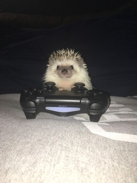 A Hedgehog, Video Game, Video Games