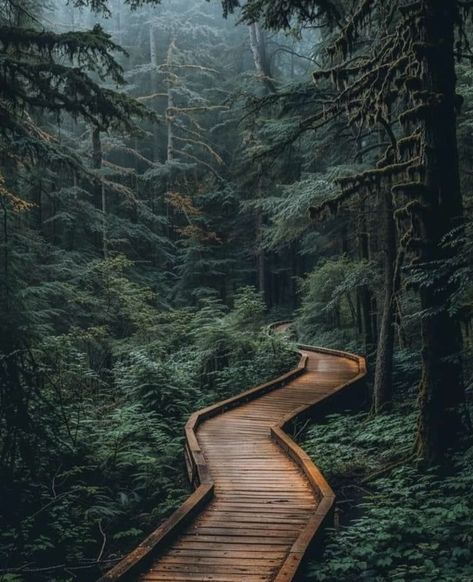 Rockaway Big Tree Boardwalk, Oregon.  Photo credit:  The PNW [Pacific Northwest] Bucket List. Rockaway Beach Oregon, Pnw Aesthetic, Pacific Coast Road Trip, Oregon Forest, Visit Oregon, Explore Oregon, Rockaway Beach, Forest Path, Oregon Travel