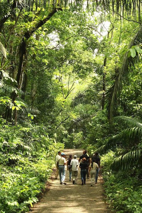 Activities Rainforest Activities, Exotic Vacations, Artificial Lake, Eco Lodge, Kayak Adventures, Panama Canal, Night Forest, Dream Future, Tropical Rainforest