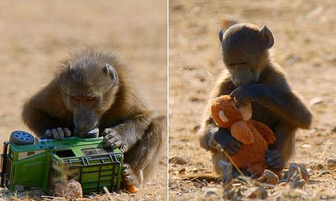 Do baby baboons undermine trendy gender-neutral theories about toys? Gender Neutral Toys, Baby Monkeys, Animals Amazing, Do Baby, Animal Protection, Aquatic Animals, Who Will Win, Baboon, Farm Heroes