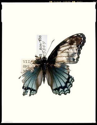 metamorphosis. Decaying Butterfly Tattoo, Dan Winters, Metamorphosis Art, Borboleta Tattoo, Tier Tattoo, Wings Drawing, Broken Wings, Butterfly Pictures, Wings Tattoo