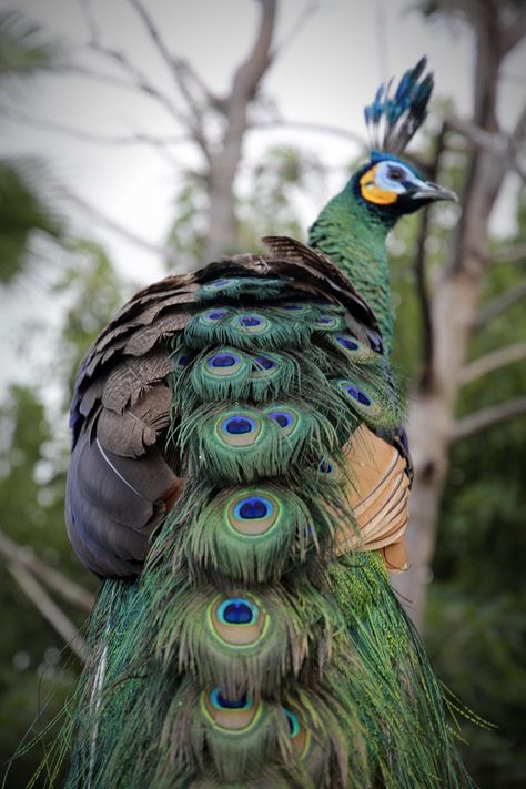 Peacock Images, Peacock Photos, Peacock Pictures, Bird Barn, Green Peacock, Most Beautiful Birds, Peacock Bird, Exotic Bird, Airbrush Art