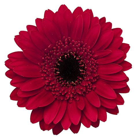 Masserati Gerbera (min) ... [Full sun, USDA 8 to 11, AHS 12 to 6, Moderate moisture, Drought tolerant] Red Gerbera, Desert Gardening, Journal Decor, Flower Arrangements Wedding, Dutch Flowers, Single Flowers, Gerbera Flower, Protea Flower, Easy Love Drawings