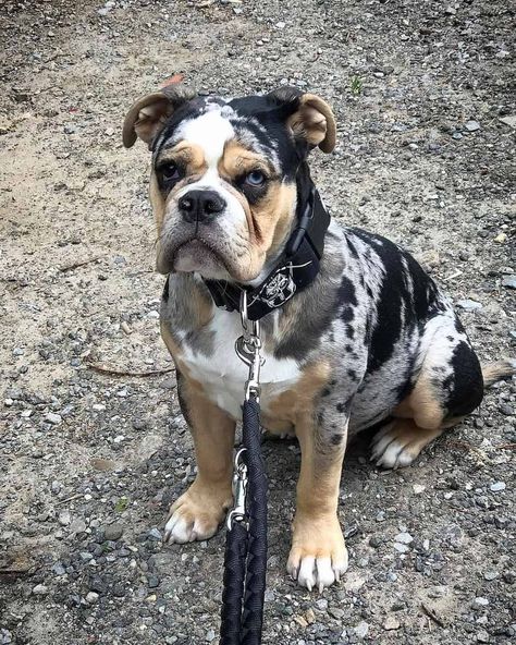 Merle Bulldog, Merle English Bulldog, Merle Bulldog English, French Bulldog Blue Merle, Blue English Bulldogs, Lilac Merle French Bulldog, Blue Bulldog, Pet Paradise, American Bulldog Mix