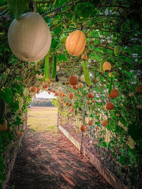 Whole Backyard Garden, Vertical Veggie Garden Ideas, How To Vertical Garden, Garden Design Trellis, Garden Frame Structure, Backyard Vertical Garden Ideas, Vegetable Garden Vertical, Ornamental Vegetable Garden, Arch Vegetable Garden