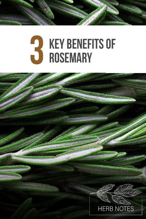 Herb Notes: The Benefits of Rosemary Rosemary Benefits, Herb Notes, Benefits Of Rosemary, Herbal Benefits, How To Become Confident, Rosemary Herb, Rosemary Plant, Musculoskeletal Pain, Plant Benefits