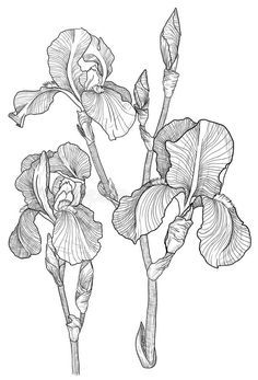 Hur Man Ritar Blommor, Iris Drawing, Pencil Drawings Of Flowers, Iris Painting, Flower Line Drawings, Flower Sketches, Iris Flowers, Botanical Drawings, Ink Illustrations