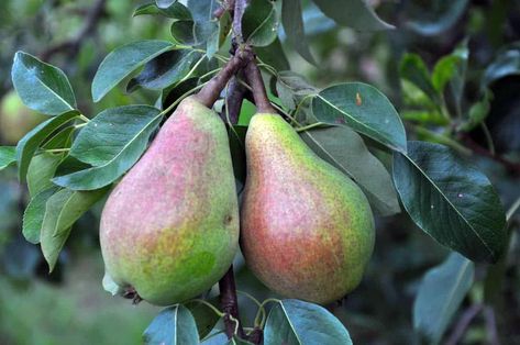 Best Companion Plants for Pear Trees – Thriving Yard Herb Companion Planting, Codling Moth, Best Companion Plants, Food Forest Garden, Garden Companion Planting, Growing Fruit Trees, Family Flowers, Pear Fruit, Pear Juice