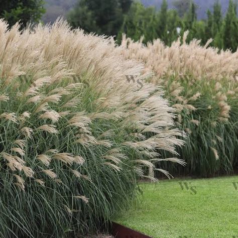 https://encrypted-tbn0.gstatic.com/images?q=tbn:ANd9GcRhN578V5Wpg72xX1murVZOw3KBQ3i-aIBWqg&usqp=CAU Miscanthus Sinensis, Lawn Alternatives, Fountain Grass, Plants Are Friends, Wall Garden, Hardy Perennials, Soil Improvement, Grass Seed, Beach Gardens