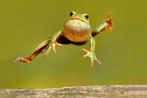 Tree Frog Terrarium, Tree Frog Art, Tree Frog Tattoos, Frog Habitat, Frog Terrarium, Jumping Frog, Green Tree Frog, Red Eyed Tree Frog, Frog Illustration