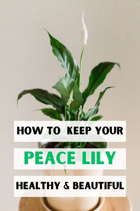 Beginner houseplant care, Indoor gardening tips, Peace lily care, Plant 
care for beginners, Easy houseplants, Low maintenance plants, Houseplant 
care guide, Growing indoor plants, Beginner gardening tips, Indoor plant 
care, LSI keywords: Spathiphyllum care, Air-purifying plants, Low light 
houseplants, Houseplant care tips, Indoor plant care guide. Creative Display Ideas, Peace Lily Indoor, Peace Lily Plant Care, Keep Your Peace, Lilly Plants, Peace Lily Flower, Peace Lily Care, Peace Plant, Lily Plant Care