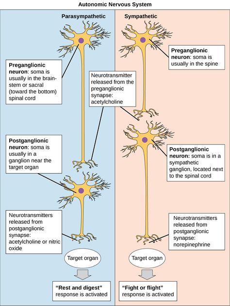 Autonomic Nervous System | Biology for Majors II Brain Anatomy And Function, Nervous System Anatomy, Peripheral Nervous System, Complex Regional Pain Syndrome, Brain Anatomy, Parasympathetic Nervous System, Nursing School Tips, Human Body Systems, Autonomic Nervous System