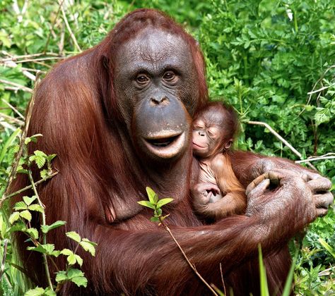 Insanely Cute Pictures Of A Baby Orangutan And Her Mom Baby Orangutan, Great Ape, Cute Monkey, In The Jungle, Baby Monkey, Primates, Rupaul, Animal Photo, 귀여운 동물