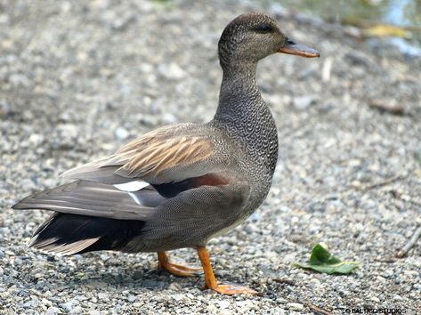 Washington Seattle, Lake Washington, Wood Duck, Never A Dull Moment, Wood Ducks, Shorebirds, Animal Reference, Duck Hunting, Ducks