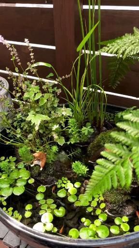 Mini Water Garden, Pond Indoor, Indoor Pond Ideas, Waterfall Indoor, Pond Ecosystem, Pond Lighting, Pond Rocks, Pond Diy, Container Pond