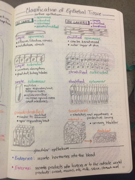 Classification of epithelial tissue Anatomy And Physiology Tissues Notes, Anatomy And Physiology Notes Tissues, Epithial Tissue, Anatomy And Physiology Tissues, Human Tissue Anatomy, Epithelial Tissue Diagram, Tissues Anatomy Notes, Anatomy Tissues Study, Tissue Notes Biology