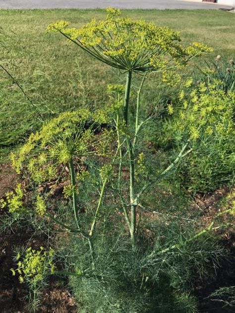 How to Quickly Dry Dill from your Garden Drying Dill In The Oven, Dried Dill Recipes, How To Dry Fresh Dill, How To Dry Dill Herbs, How To Preserve Dill From The Garden, How To Dry Dill, Dehydrating Food, Dill Recipes, Growing Herbs Indoors