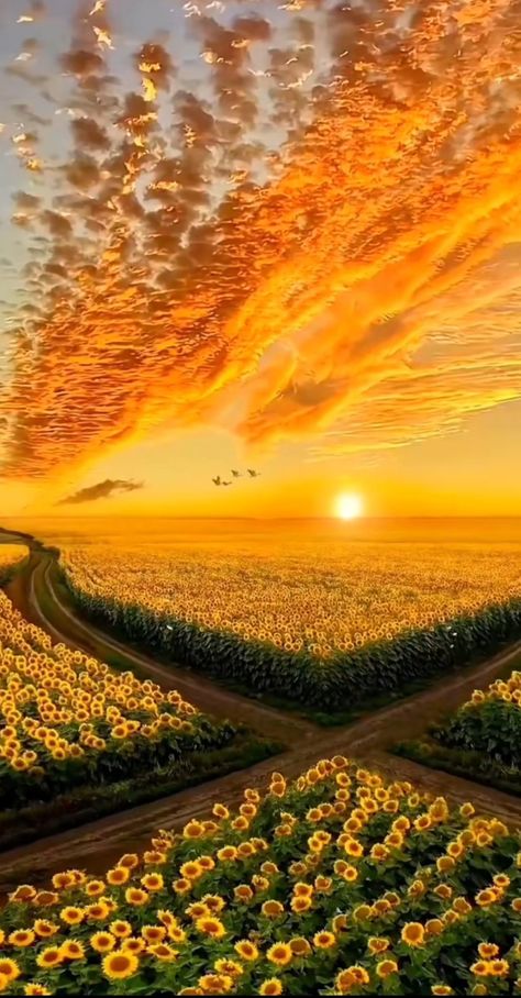 Sunflower Pictures, Sunflower Wallpaper, Breathtaking Places, Sky Pictures, Sky Design, Sunset Nature, Autumn Scenery, Sunflower Fields, Sunset Pictures