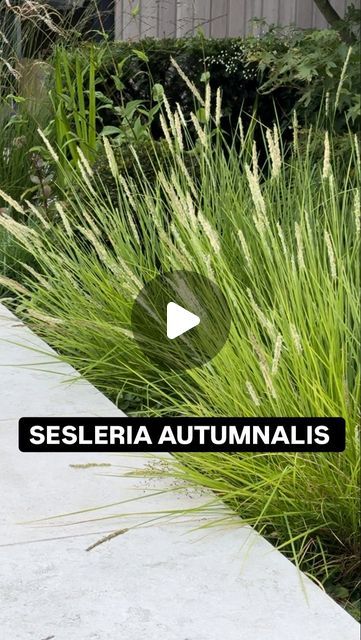 Lucy Tudor - Lucy Willcox Garden Design on Instagram: "Sesleria Autumnalis! What a winner of a grass. Evergreen, lime green tones, gorgeous seedheads. Great in full sun, part shade and most soil types. Great with perennials, shrubs, bulbs, trees! What more could you want! 15% off Crocus LUCYW15 @crocus.co.uk #sesleriaautumnalis #grassesforshade #grassesforsun #gorgeousgrasses #womeninlandscaping #femalegardeners #womeninhorticulture" Otto Luyken Laurel, Sesleria Autumnalis, Soil Types, Shade Grass, Backyard Plants, 2024 Ideas, Ornamental Grasses, Green Roof, Green Tones