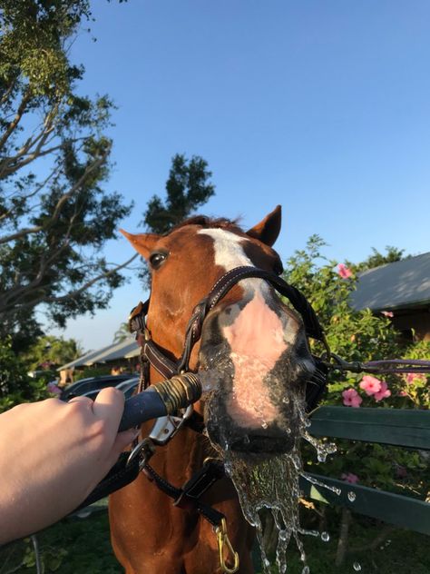 George Morris, Saddle Rack, Equestrian Problems, Western Saddles, Horse Training Tips, Horse Tips, Perfectly Timed Photos, Horse Stalls, Dressage Horses