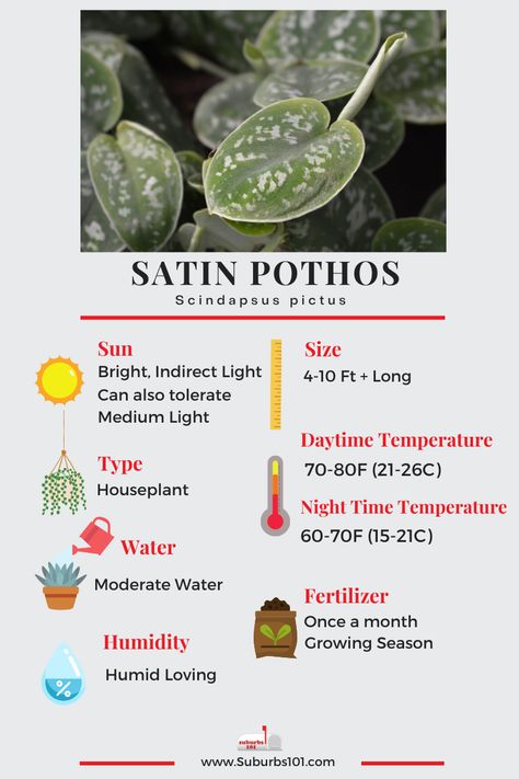 Pothos Varieties Chart, Satin Pothos Care, Satin Pathos, Pathos Plant, Pothos Varieties, Pothos Care, Plant Vibes, Satin Pothos, Plant Obsession